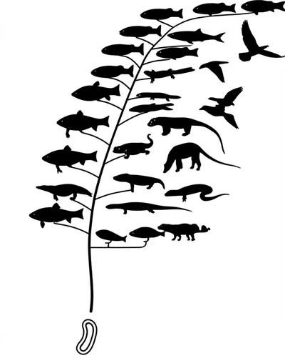 Illustration clades - Image 1