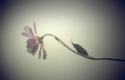 Illustration defeated - Image 1