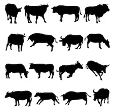 Illustration cattle - Image 2