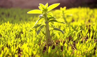 Illustration multiplying - Image 1