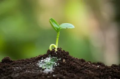 Illustration moulding - Image 1