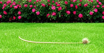 Illustration unimportant