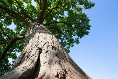 Illustration facts - Image 1