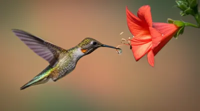 Illustration momentarily