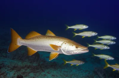 Illustration sergeant - Image 1