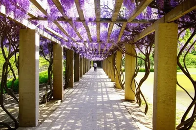 Illustration pergola - Image 1