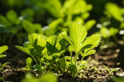 Illustration weed - Image 1