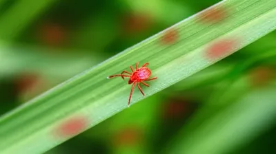 Illustration chiggers - Image 1