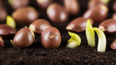 Illustration chitted - Image 1