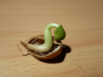 Illustration embryos - Image 1