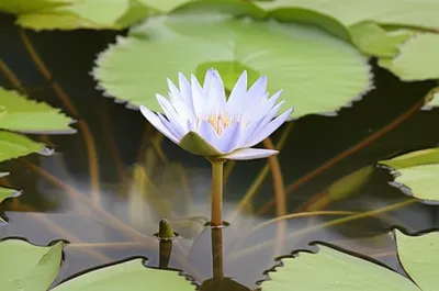 Illustration lotus - Image 1