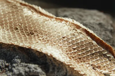 Illustration snakeskin - Image 1