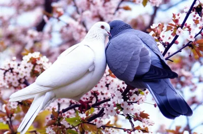 Illustration mated - Image 1