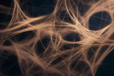 Illustration reticular - Image 1