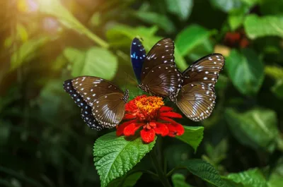 Illustration crow - Image 1