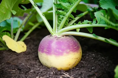 Illustration rutabagas