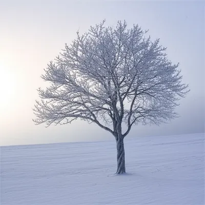 Illustration quiescent - Image 1