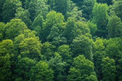 Illustration treed - Image 1