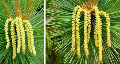 Illustration gosling - Image 1