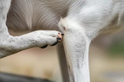 Illustration fleas - Image 1