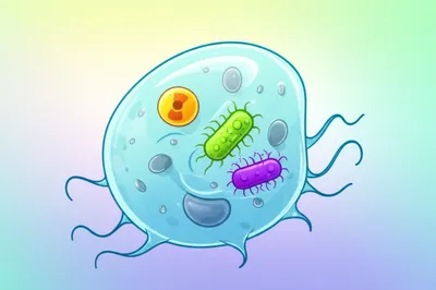 Illustration phagocytizes