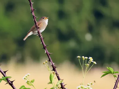 Illustration whitethroats - Image 1