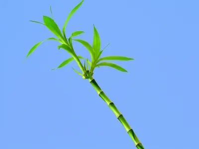 Illustration flexible - Image 1