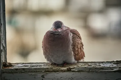 Illustration porcelains - Image 1