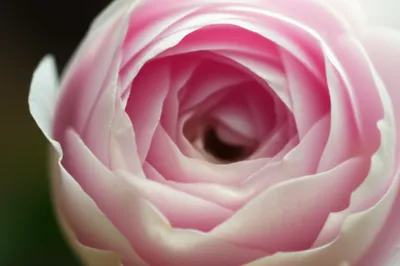 Illustration gee - Image 1