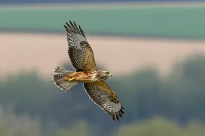 Illustration hawked - Image 1