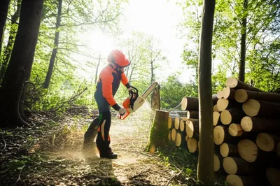 Illustration verts - Image 1