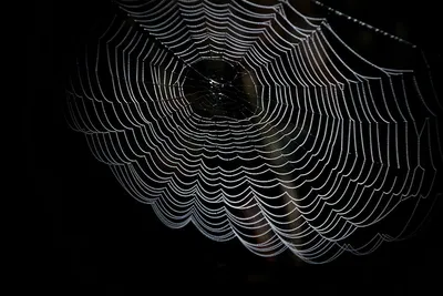 Illustration spiderweb - Image 2