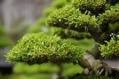 Illustration shredded - Image 1