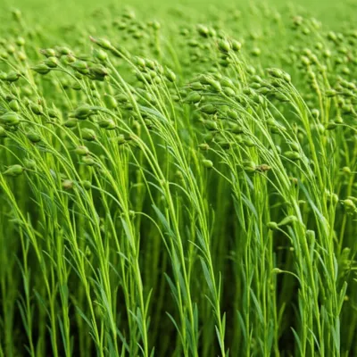 Illustration pita - Image 1