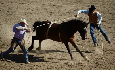 Illustration wrangling