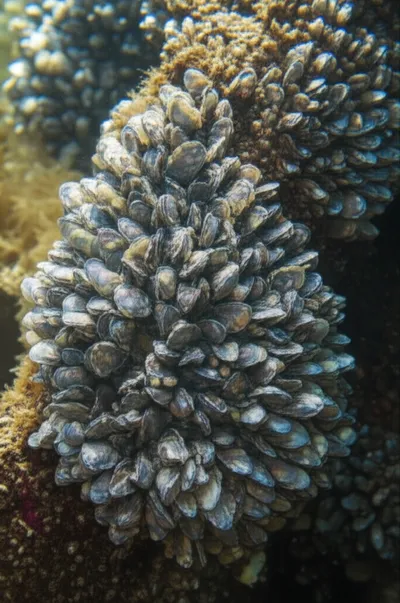 Illustration sets - Image 1