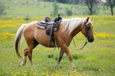 Illustration pad - Image 1