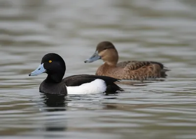 Illustration bufflehead - Image 1