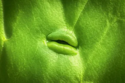 Illustration stomata - Image 1