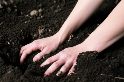 Illustration root - Image 1