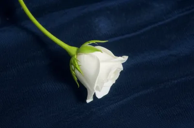 Illustration stillborn - Image 1