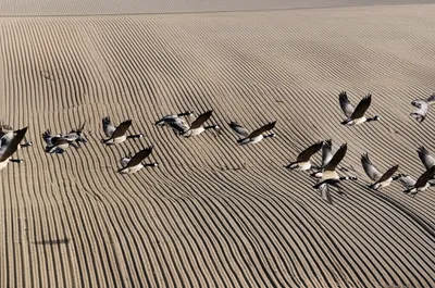 Illustration rearing - Image 1