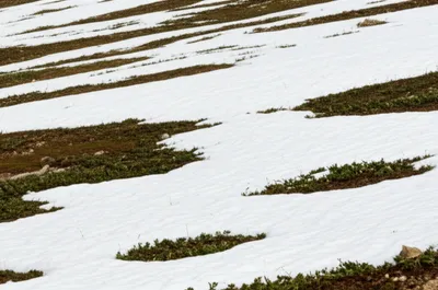 Illustration patchy - Image 1