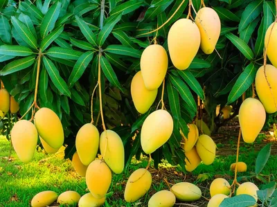Illustration mangoes - Image 1