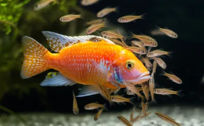 Illustration glancing - Image 1