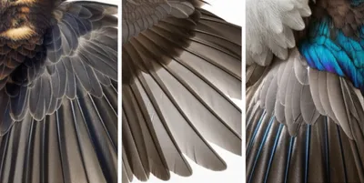 Illustration feathered - Image 1