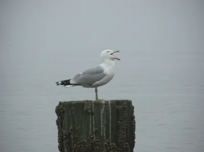 Illustration mew - Image 1