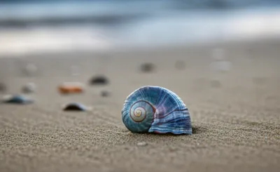 Illustration winkles - Image 1