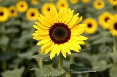 Illustration brighten - Image 1