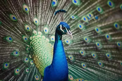 Illustration ocellated - Image 1